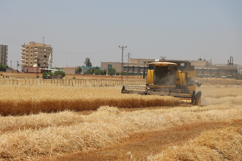 BÜYÜKŞEHİR’DEN BUĞDAY HASADI 350 BİN DEKARLIK ARAZİ EKİMİNİ YAPTIRDI